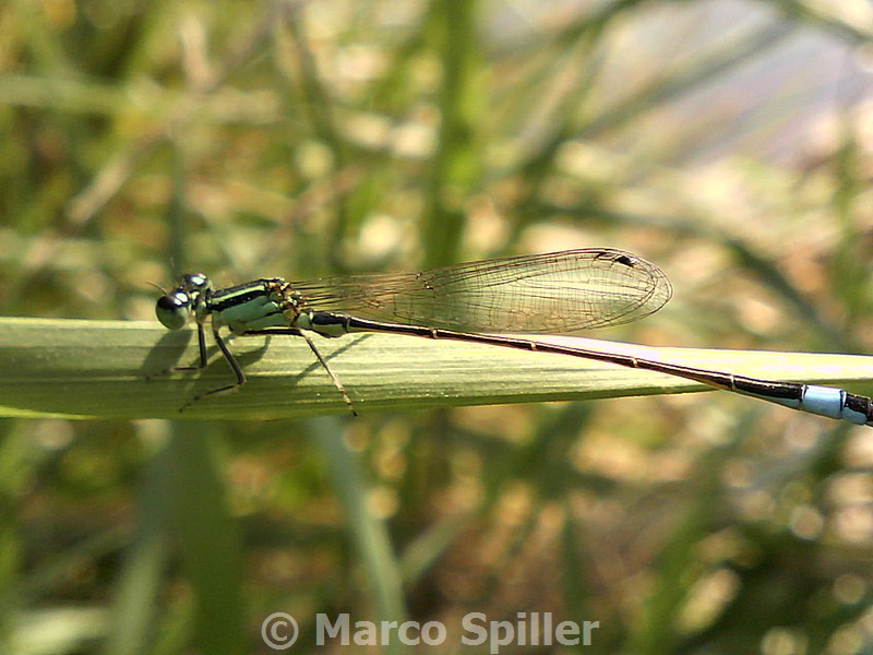 Coenagrionide da identificare